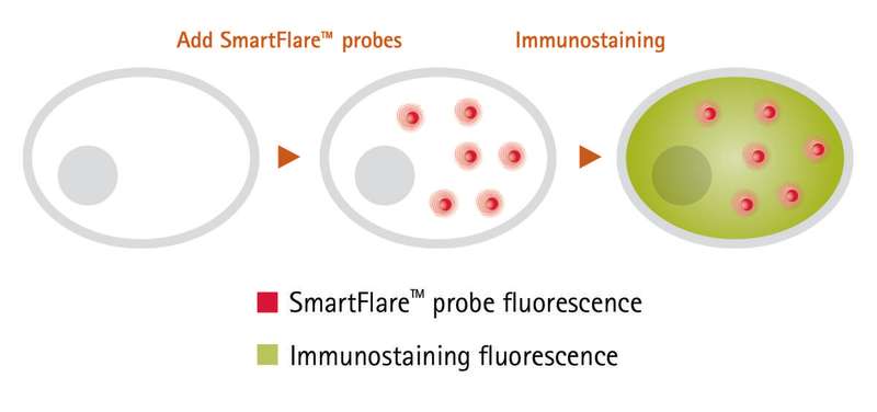 Figure 1. SmartFlare probes are added to cells in culture and incubated overnight. Cells are then immunostained to detect the protein. Dual-labeled cells can be visualized by microscopy, revealing both RNA and protein detection within individual cells.